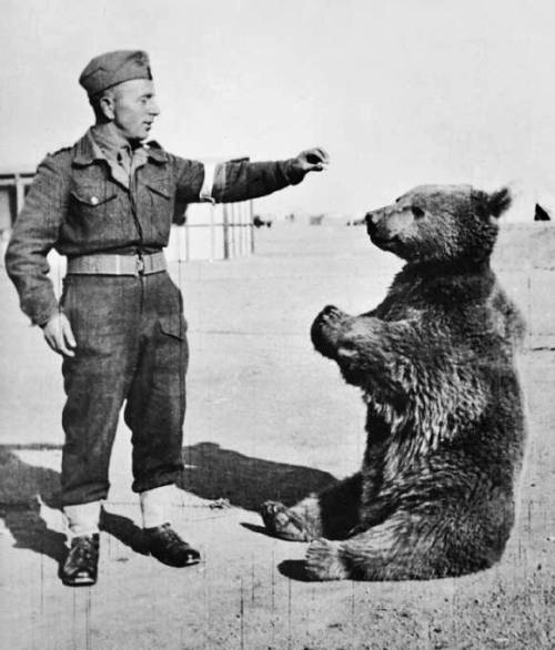 Miś Wojtek / Bear Wojtek during World War II (źródło:wikipedia)
